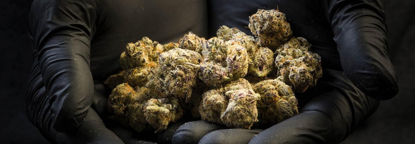 black gloved hands full of cannabis buds
