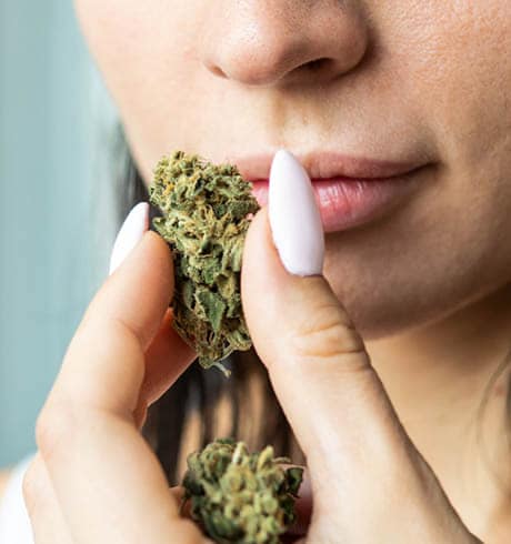woman inhales the aromas of terpenes from cannabis buds