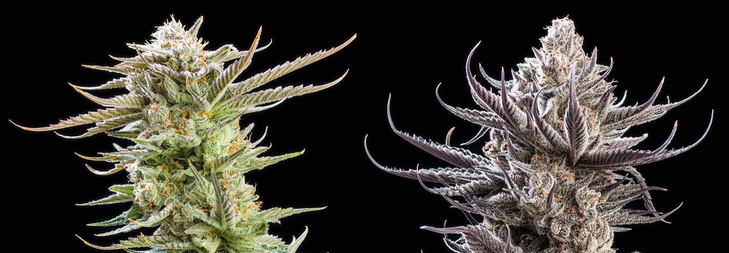 Sativa Strain next to Indica Strain