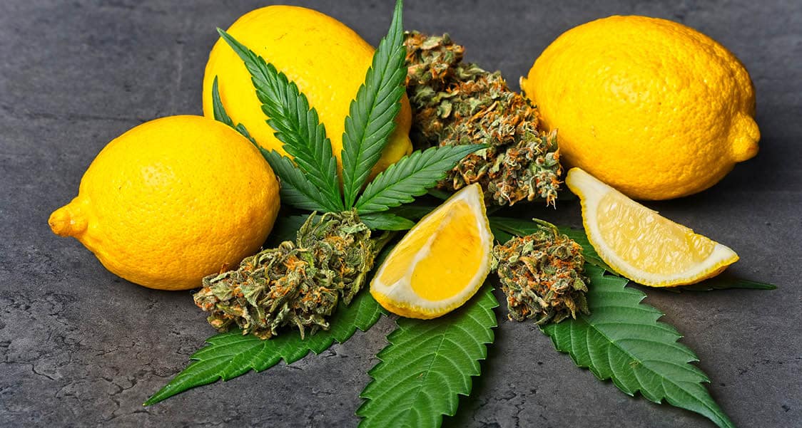 cannabis buds and sliced lemons