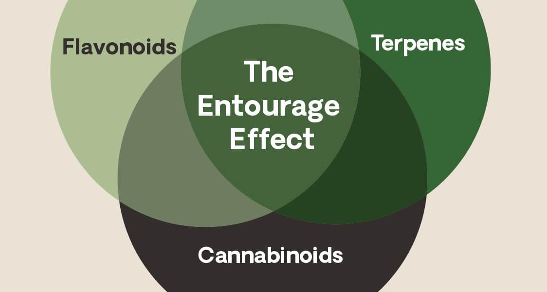 the entourage effect
