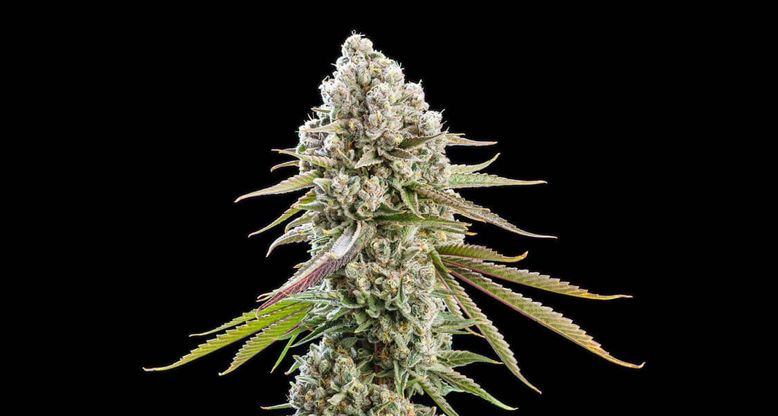 cannabis plant
