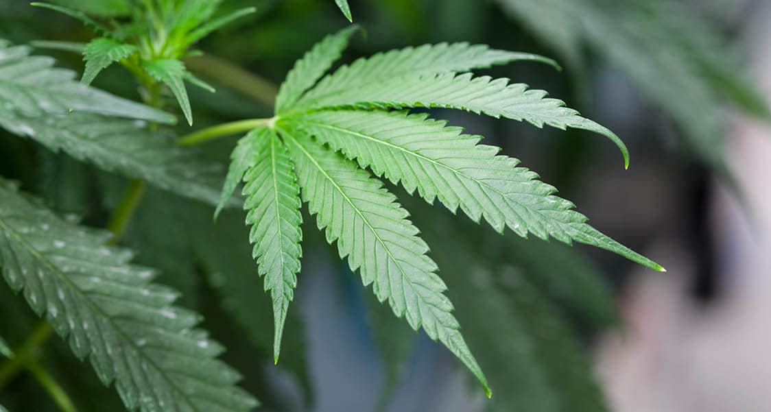 pot leaf