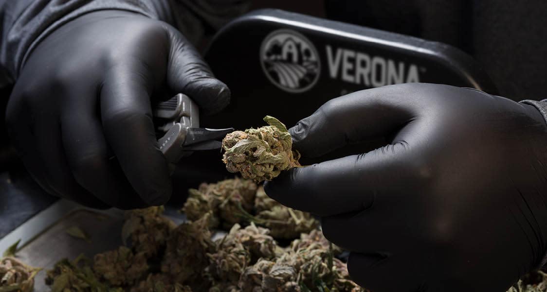 cannabis buds being trimmed