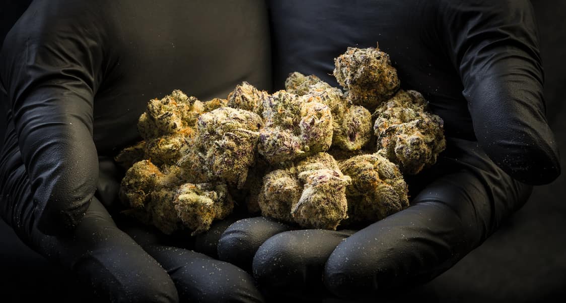 cannabis buds