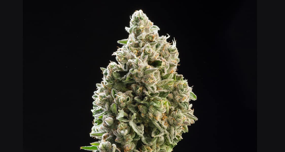 sativa strain cannabis flower