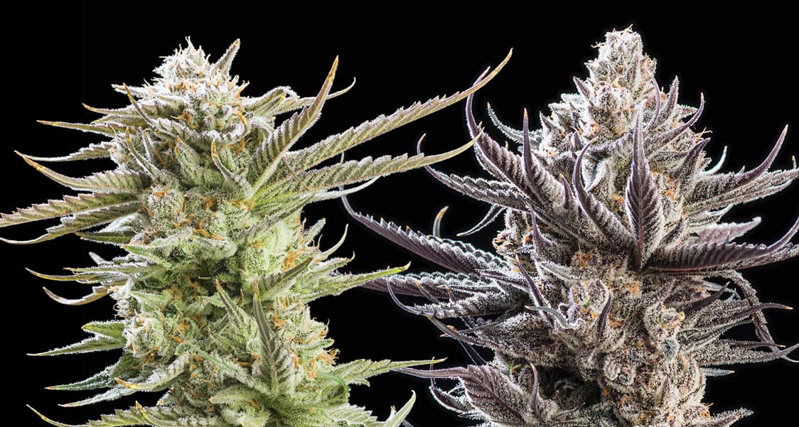 sativa and indica strains  next to eachother