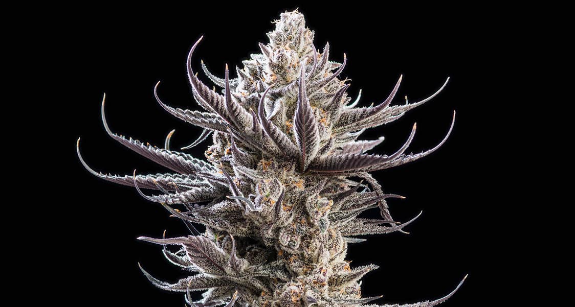 indica strain cannabis flower