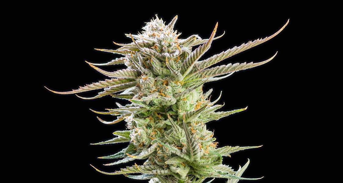 sativa strain cannabis flower